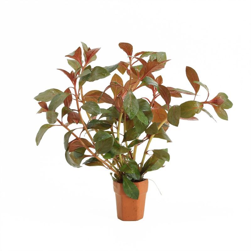 Ludwigia sp mini super red 5cm 2cm Pot