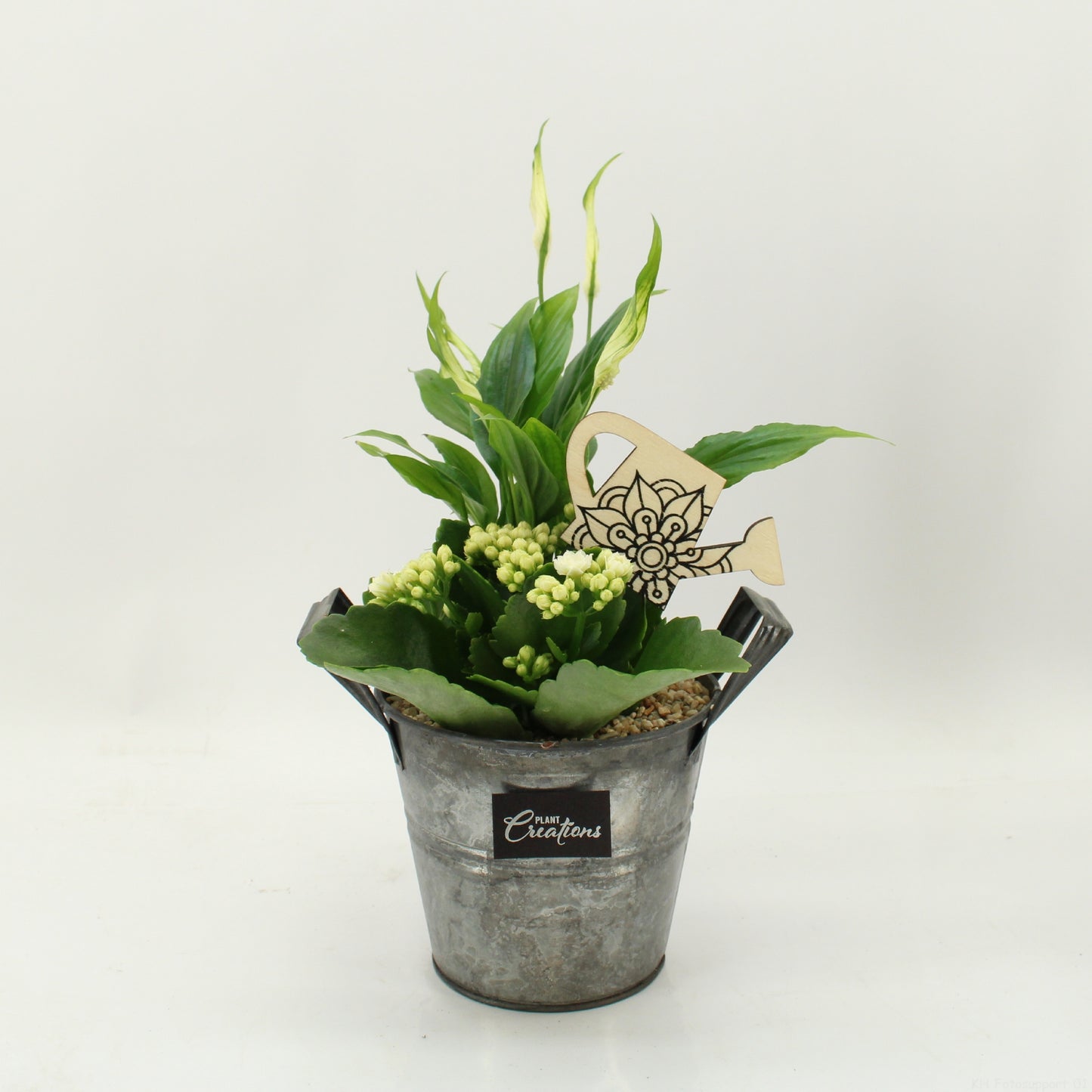 arr. Kamerplanten FDCR-2613W 30cm 14cm Pot
