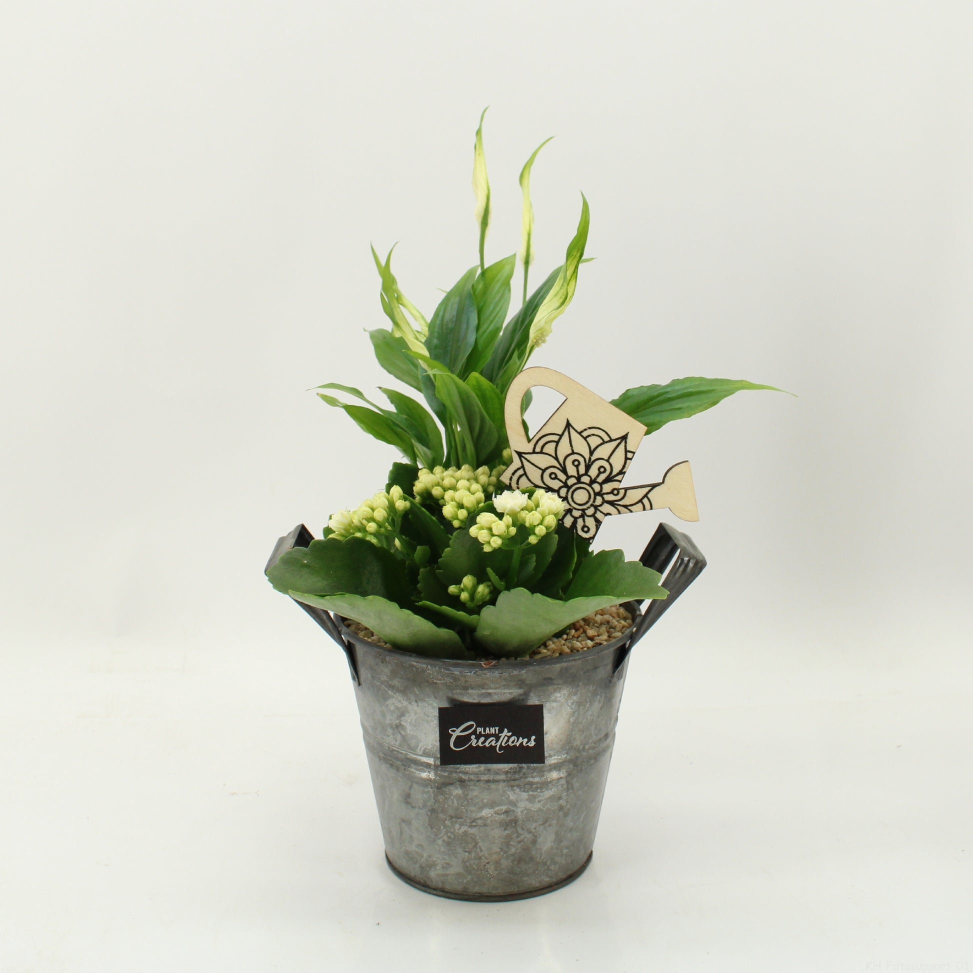 arr. Kamerplanten FDCR-2613W 30cm 14cm Pot