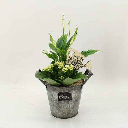 arr. Kamerplanten FDCR-2613W 30cm 14cm Pot