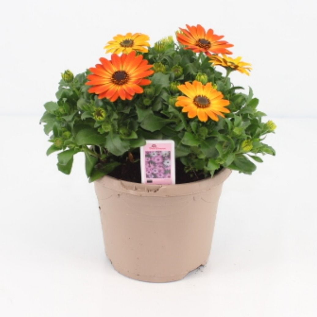 Osteospermum Margarita Orange Flare 27cm 17cm Pot