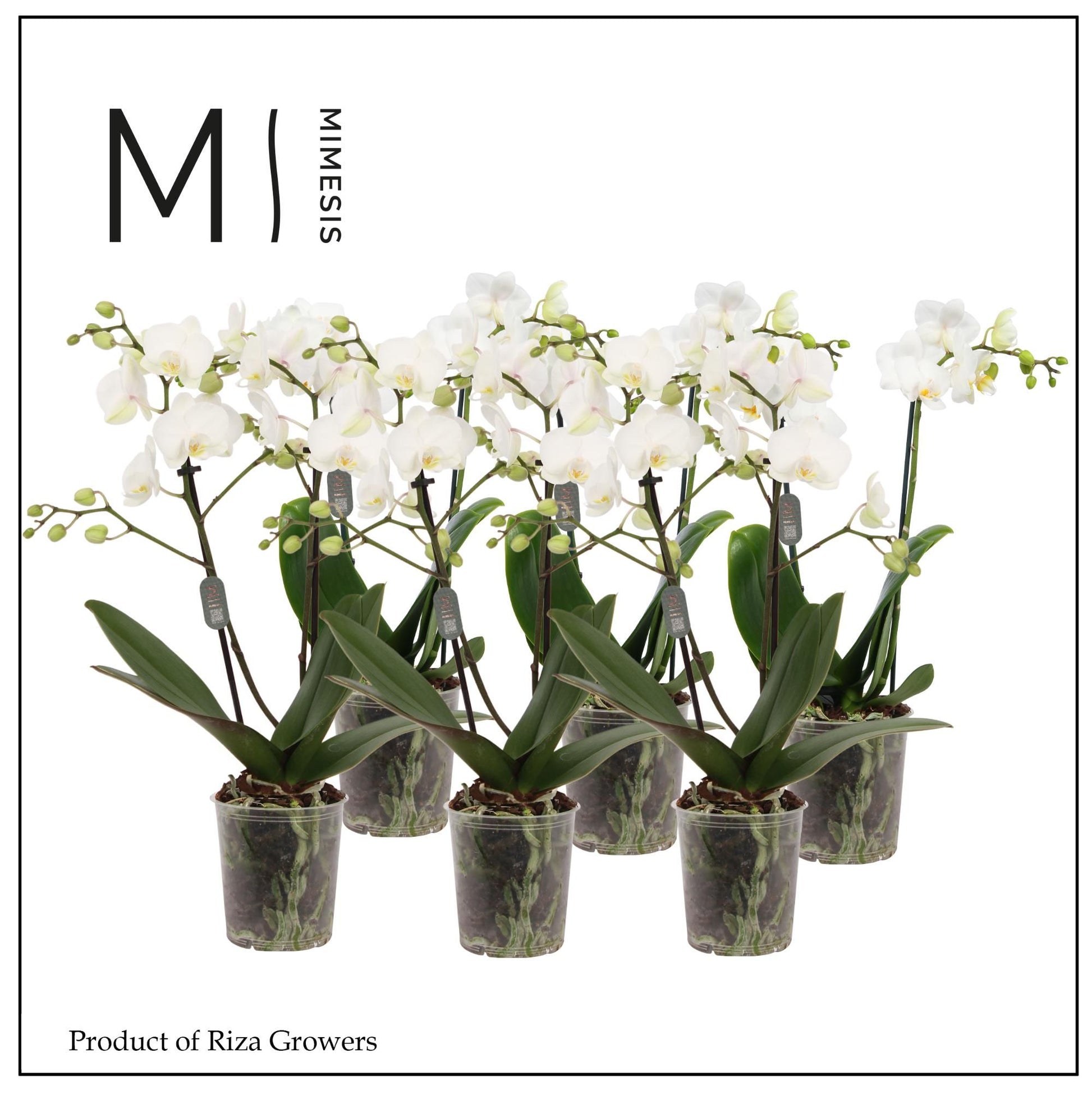 Phalaenopsis multiflora white 32cm 9cm Pot