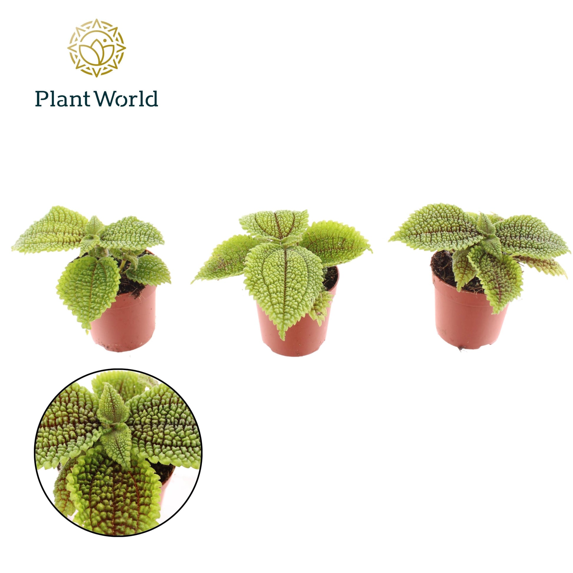 Pilea Moon Valley 10cm 7cm Pot