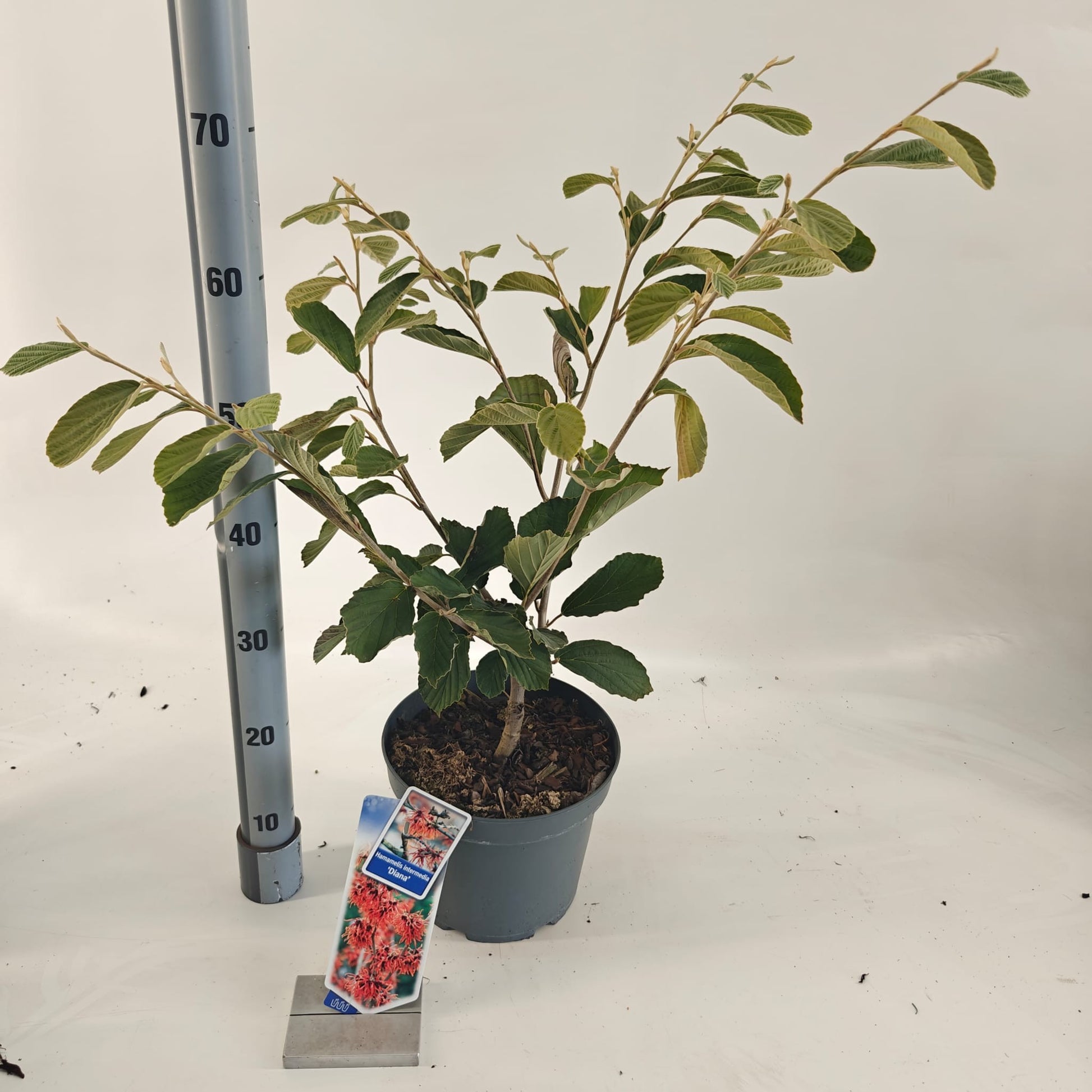 Hamamelis int. Diane 60cm 23cm Pot
