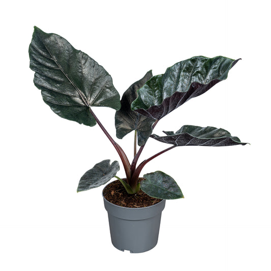 Alocasia Antoro Velvet 40cm 14cm Pot