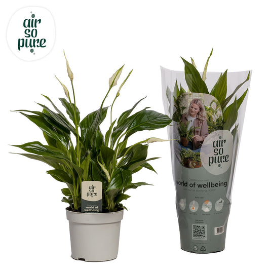 Spathiphyllum Bellini 40cm 13cm Pot