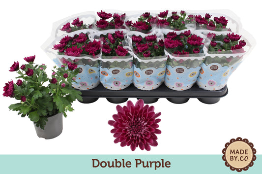 Chrysanthemum Mount Aubisque Purple 25cm 12cm Pot