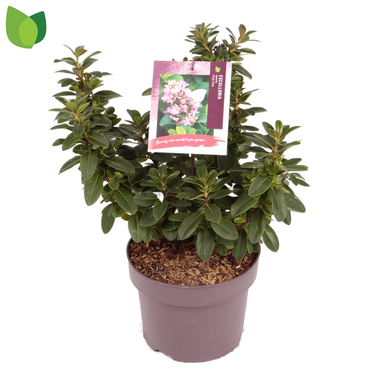 Escallonia leavis Pink Elle 45cm 23cm Pot
