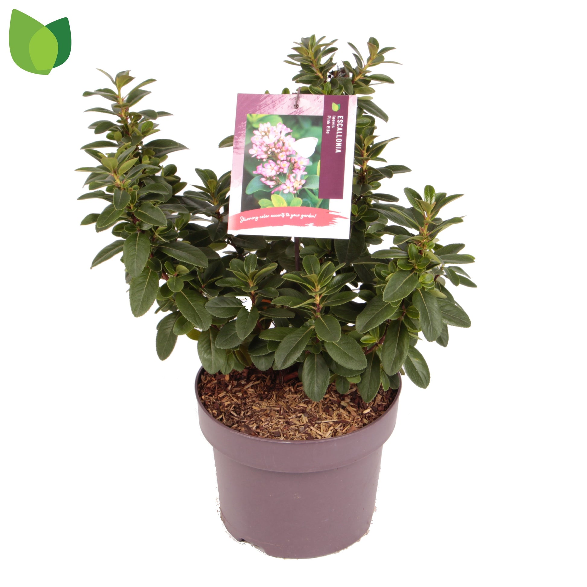 Escallonia leavis Pink Elle 45cm 23cm Pot