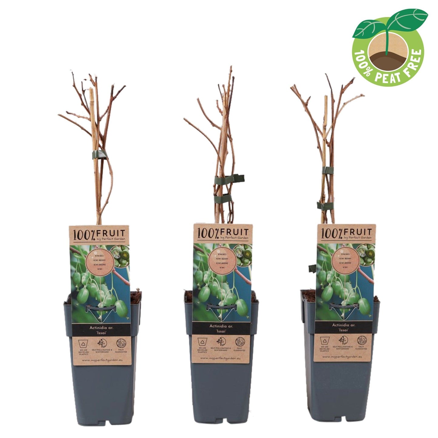 Actinidia arguta Issai Hardy Kiwi 50cm 15cm Pot