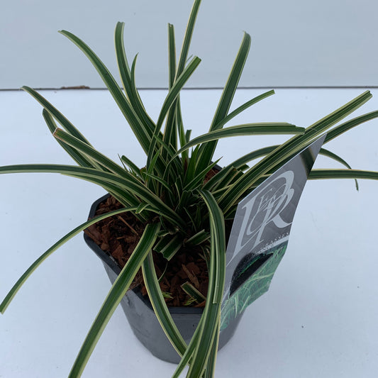 Carex morrowii Ice Dance 30cm 17cm Pot