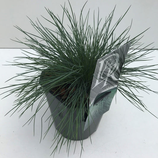 Festuca Elijah Blue 25cm 17cm Pot