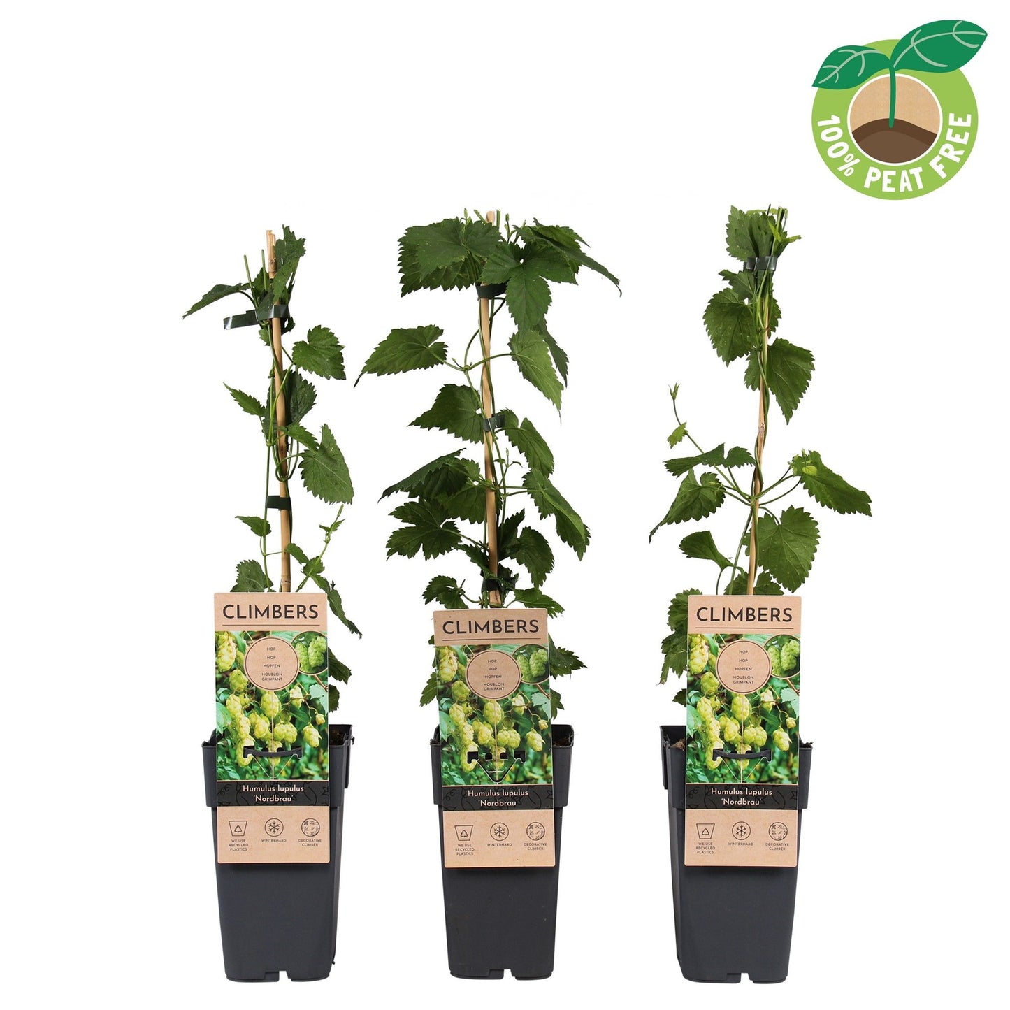 Humulus lupulus (hop) 20cm 15cm Pot
