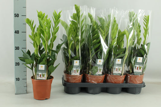 Zamioculcas zamiifolia 55cm 14cm Pot