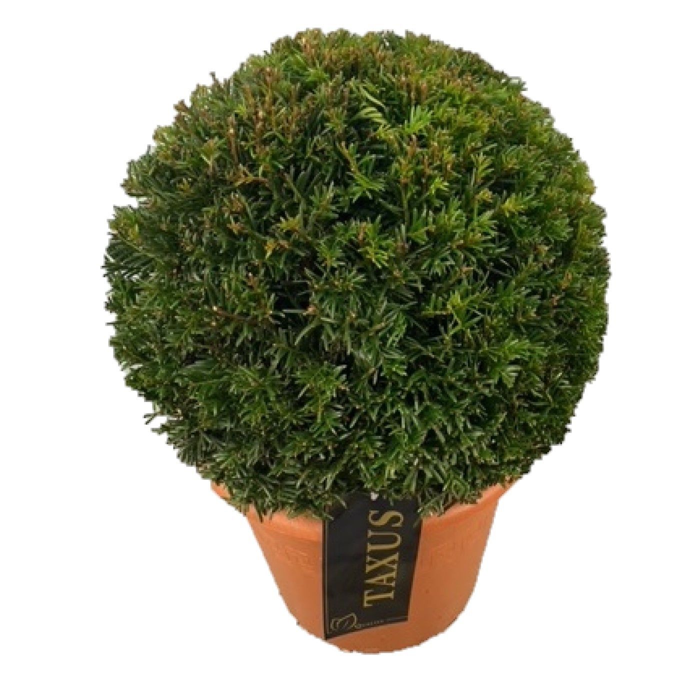 Taxus baccata ball 60cm 26cm Pot