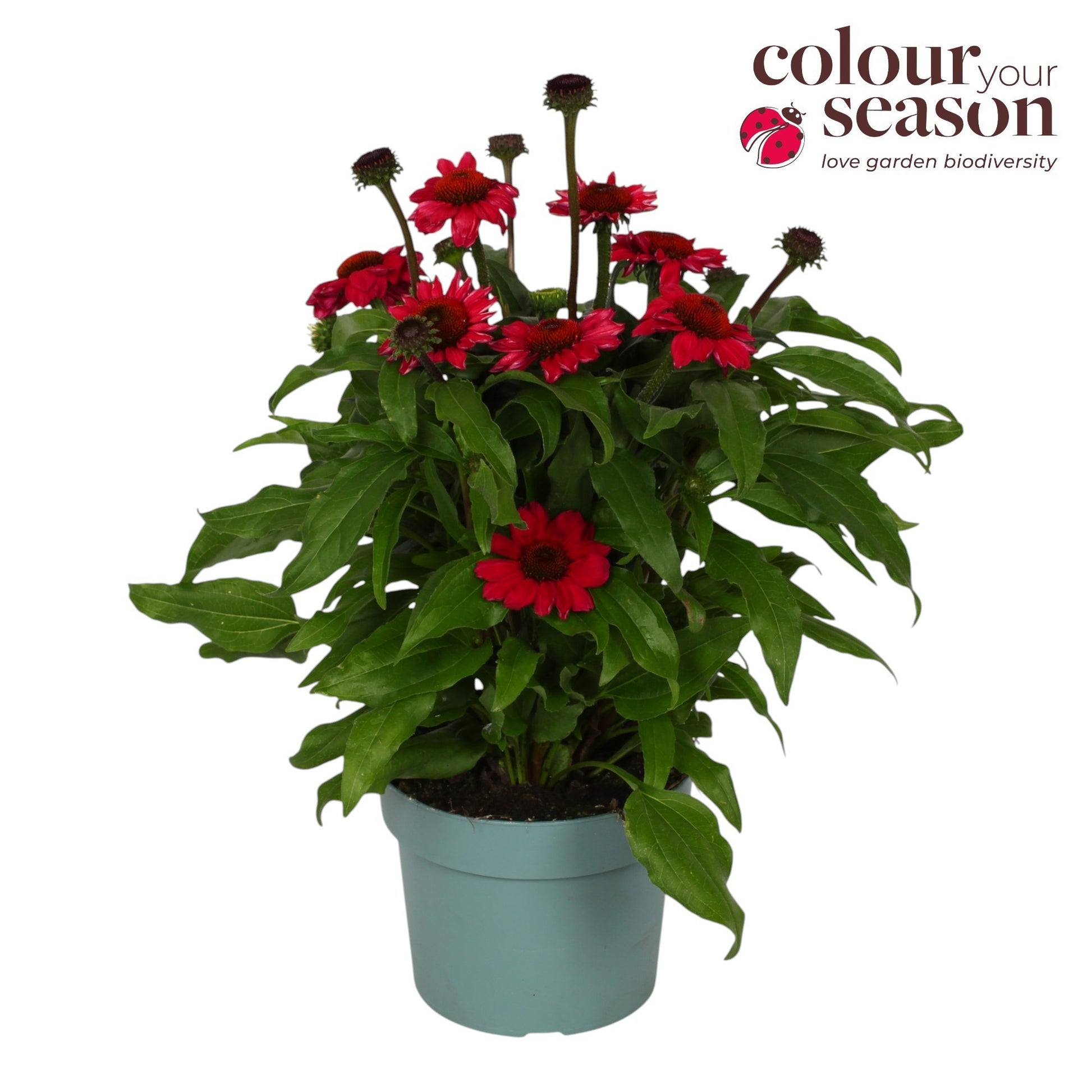 Echinacea Mooodz Flirty 45cm 19cm Pot