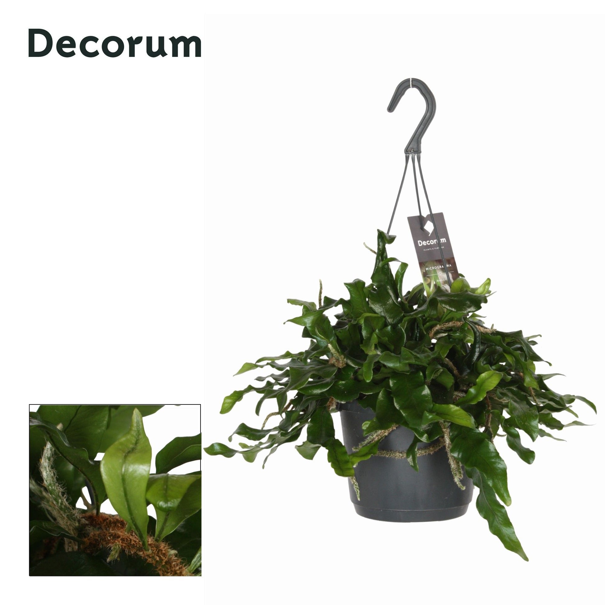 Microgramma nit. Monkeyhill 45cm 17cm Pot