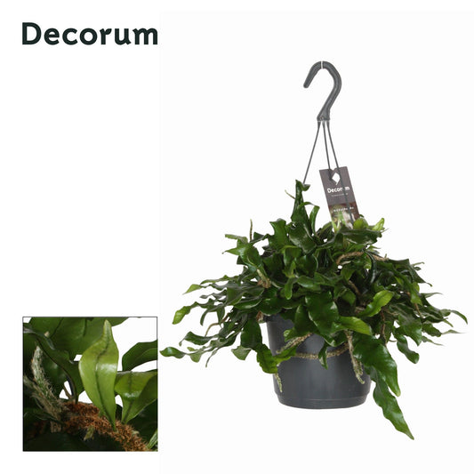 Microgramma nit. Monkeyhill 45cm 17cm Pot