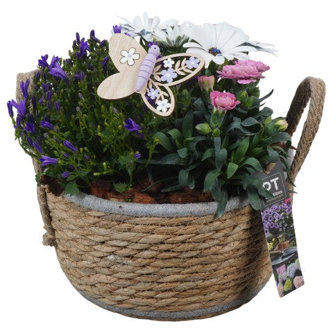 PTPP6940 Arrangementen Perkplanten 24cm 22cm Pot