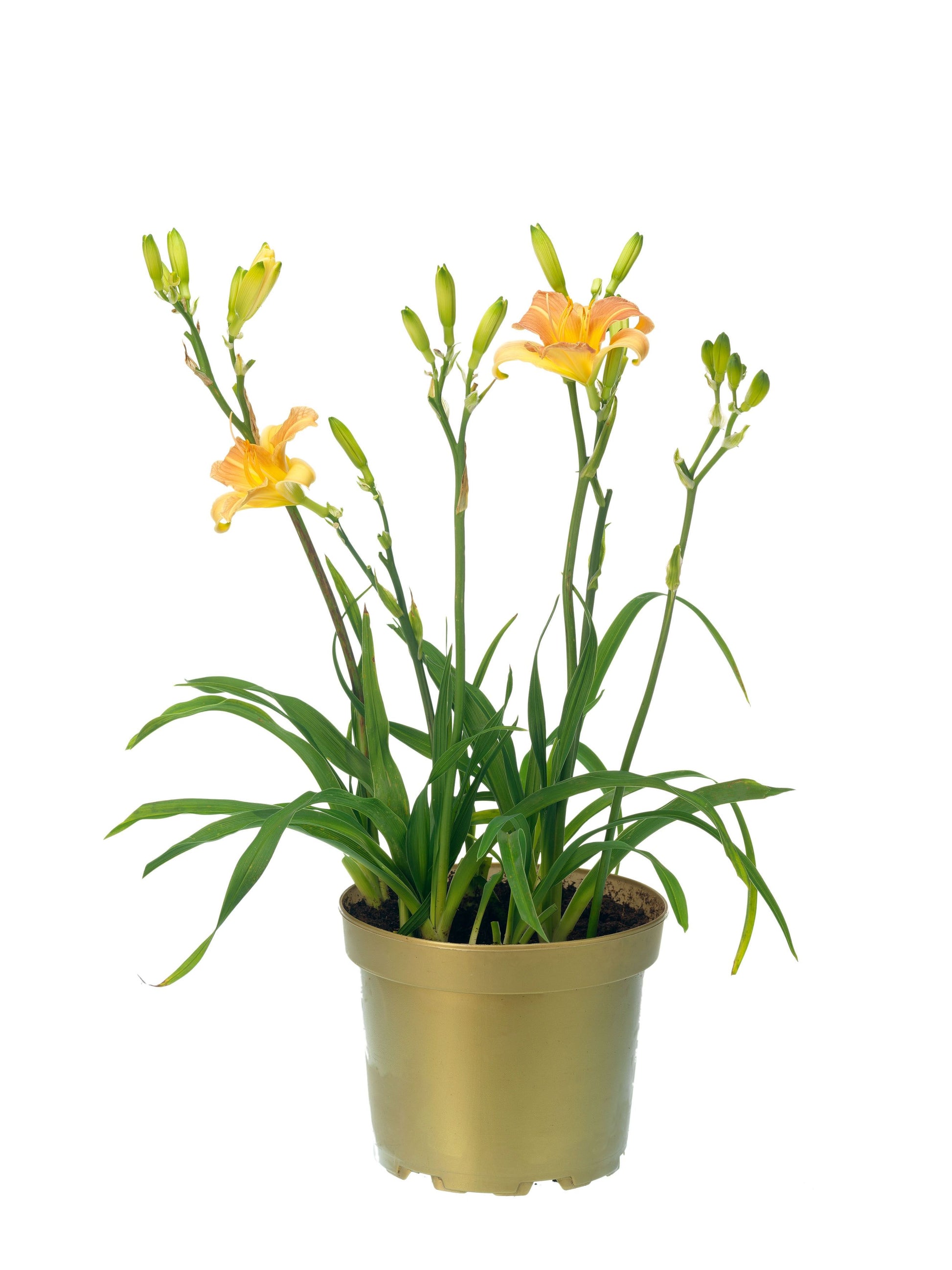 Hemerocallis mix 45cm 17cm Pot