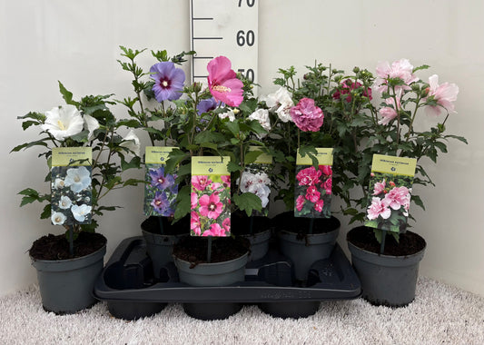 Hibiscus syriacus mix 50cm 17cm Pot