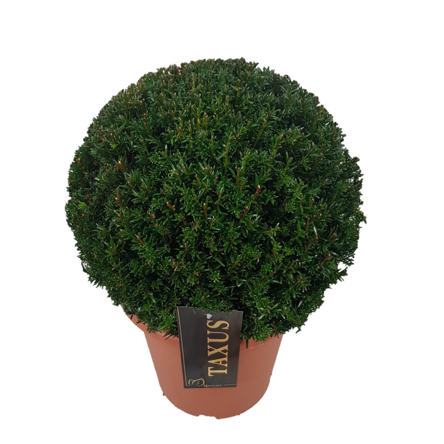 Taxus baccata ball 30cm 24cm Pot