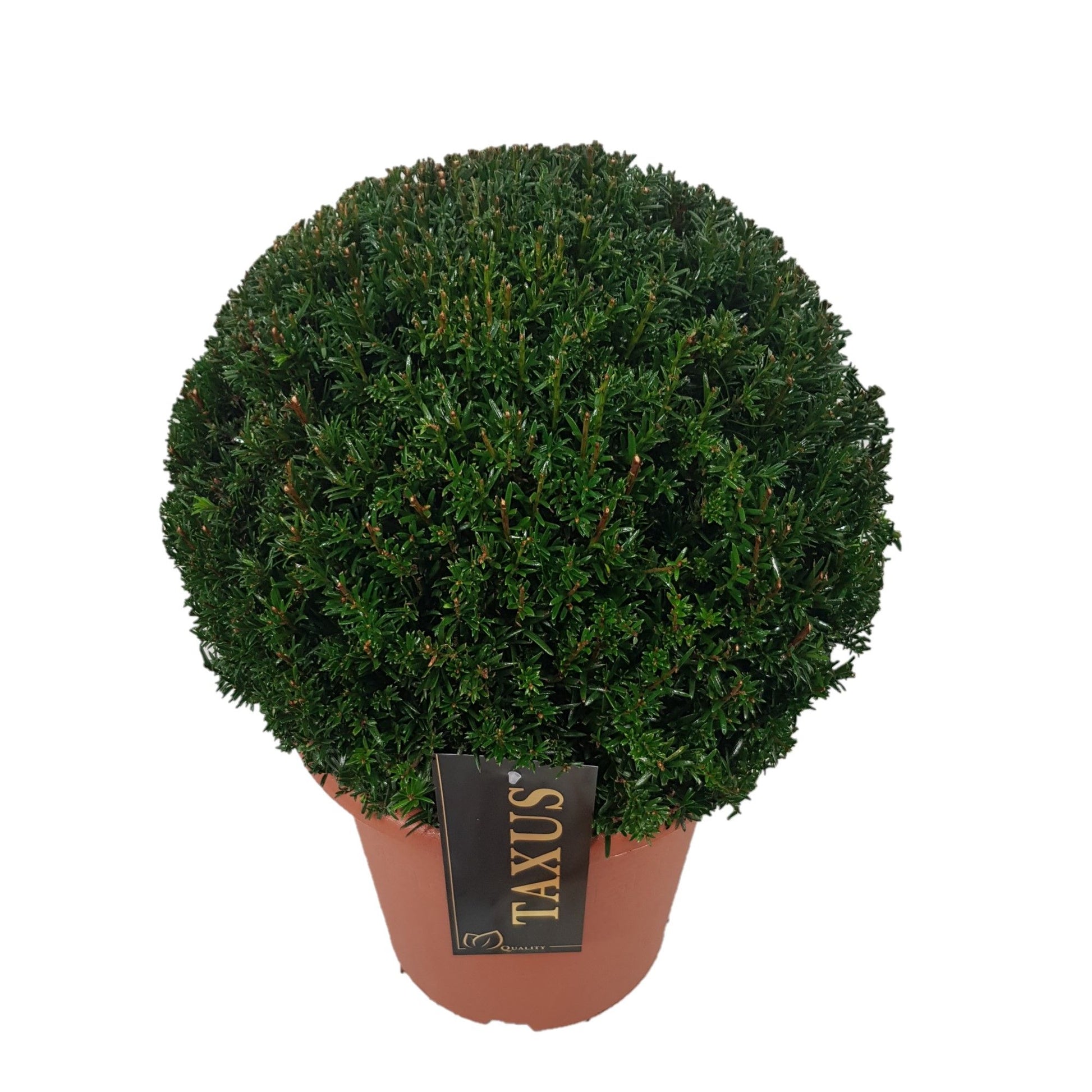 Taxus baccata 30cm 22cm Pot