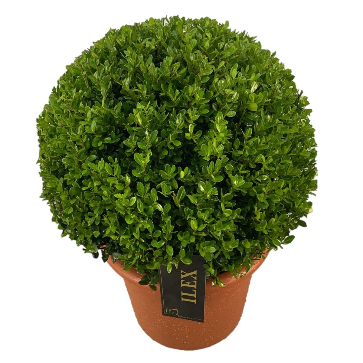 Ilex crenata Caroline Upright 55cm 30cm Pot