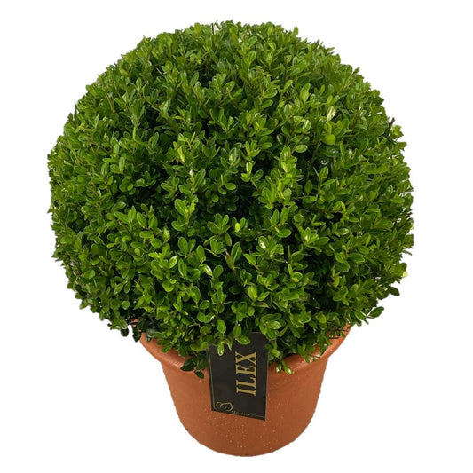 Ilex crenata Caroline Upright 55cm 30cm Pot