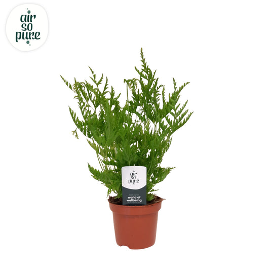 Pteris straminea 15cm 9cm Pot