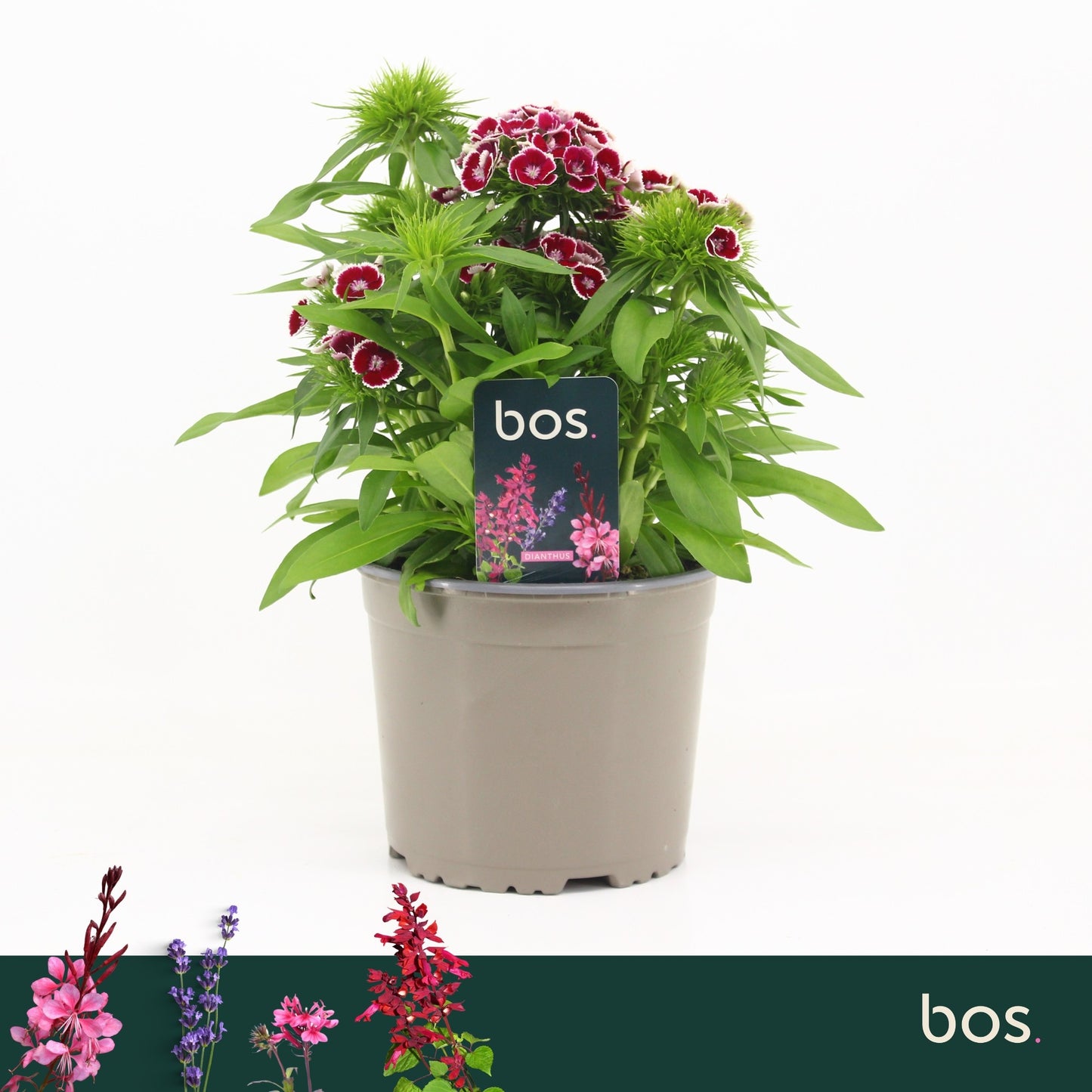 Dianthus bar. Dart Red White Picotee 30cm 17cm Pot