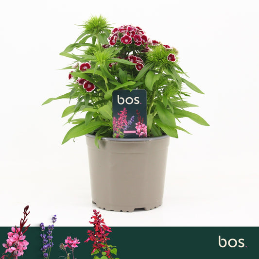 Dianthus bar. Dart Red White Picotee 30cm 17cm Pot
