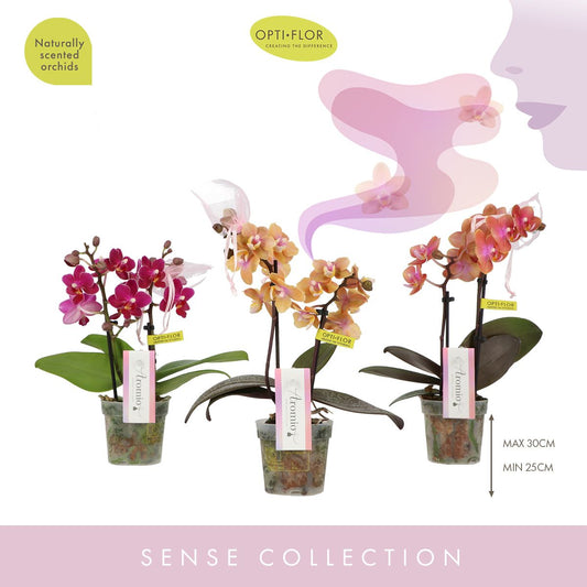Phalaenopsis mf. Aromio mix 25cm 7cm Pot