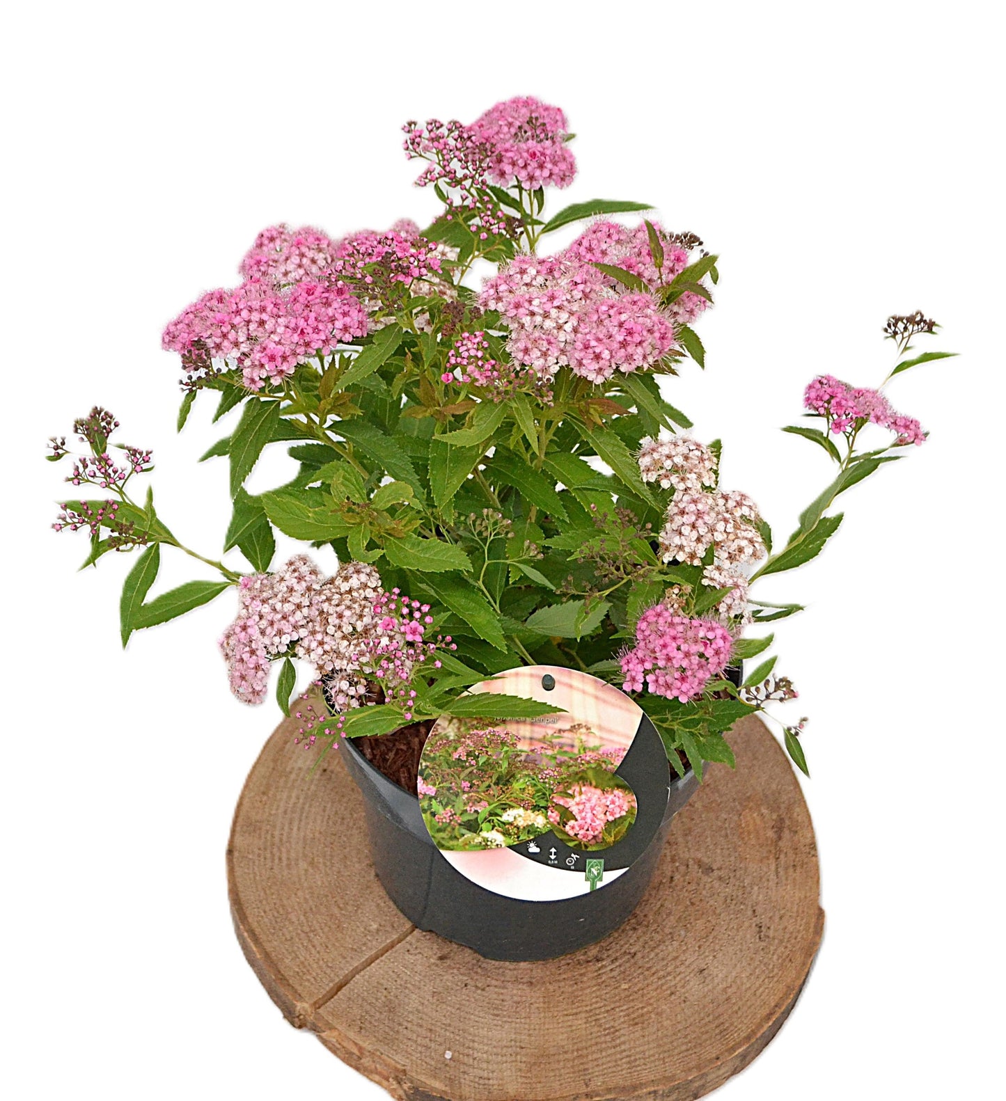 Spiraea jap. Genpei 20cm 19cm Pot