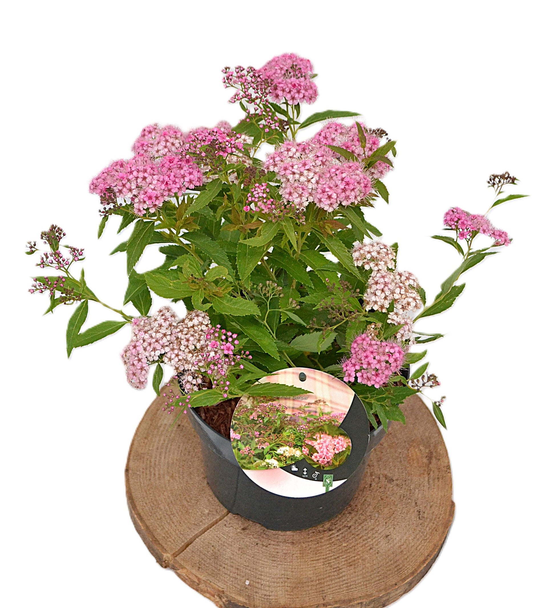 Spiraea jap. Genpei 20cm 19cm Pot