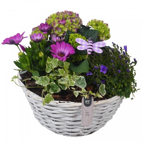 PTPP7020 Arrangementen Perkplanten 26cm 30cm Pot