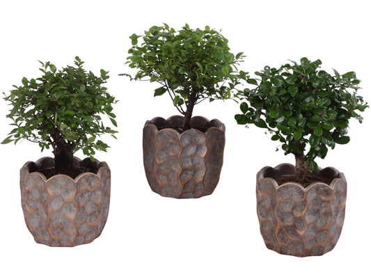 Bonsai mix 30cm 15cm Pot
