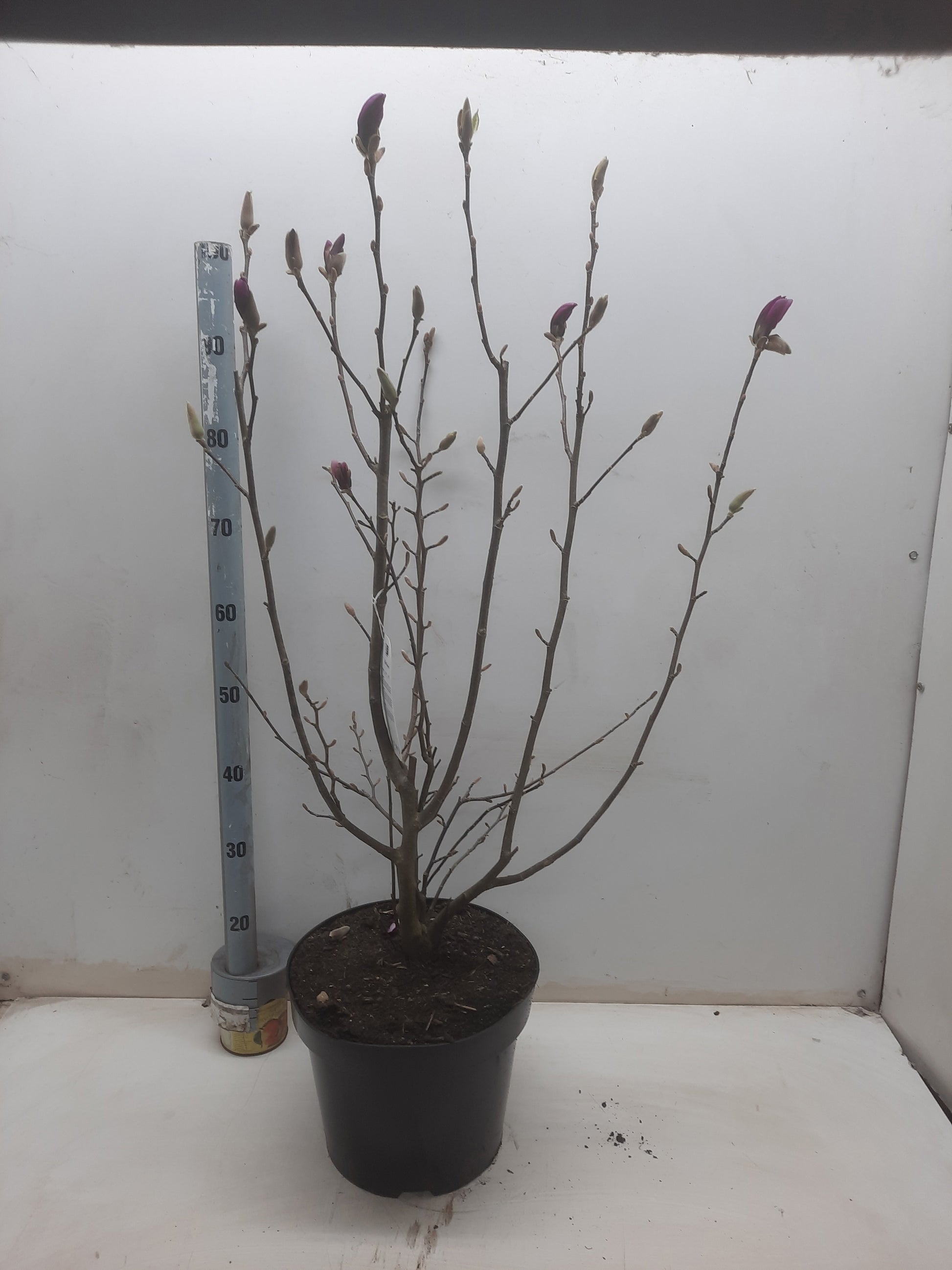 Magnolia sou. Susan 100cm 28cm Pot