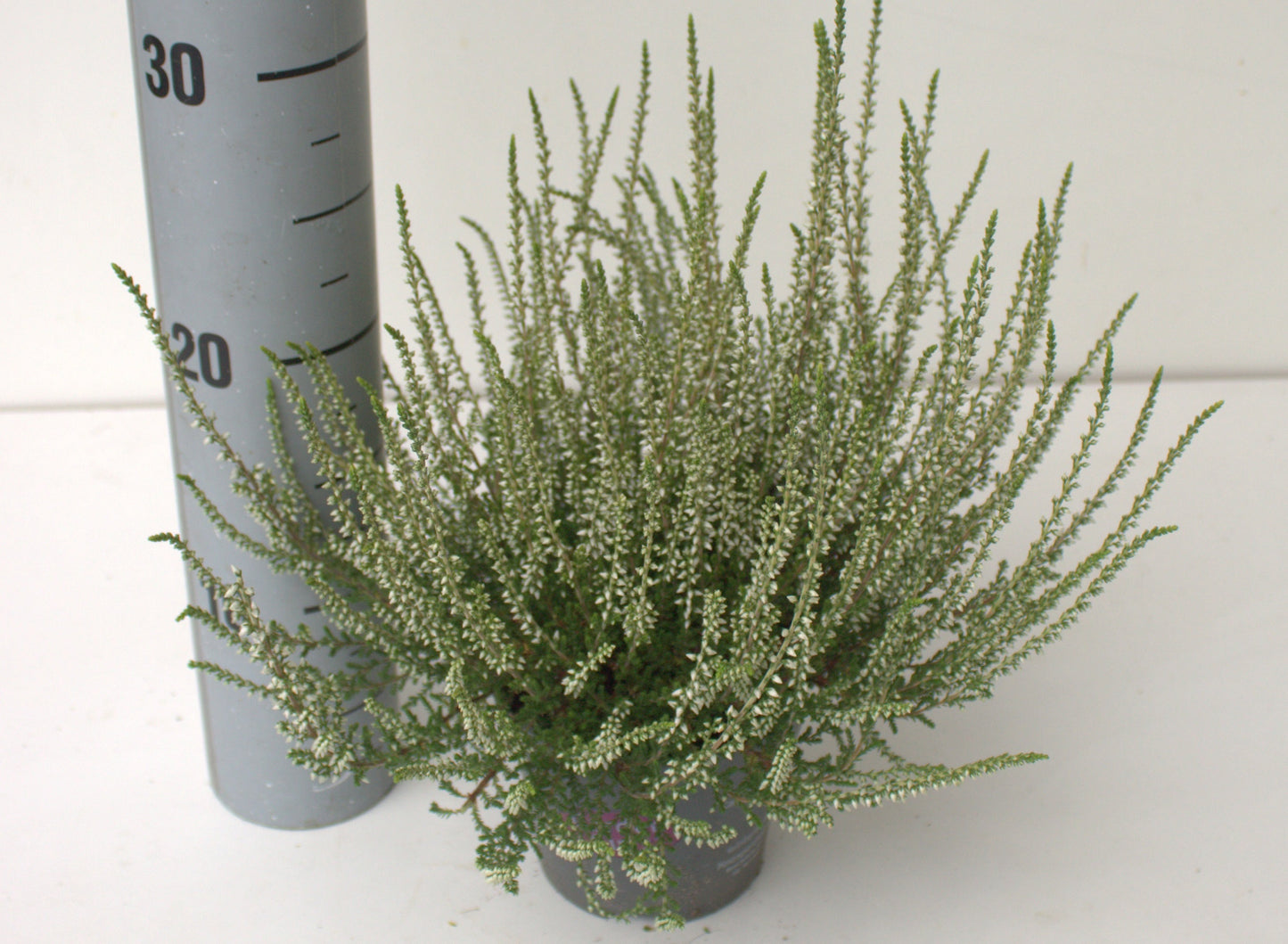 Calluna Garden Girls white 25cm 12cm Pot