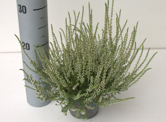 Calluna Garden Girls white 25cm 12cm Pot