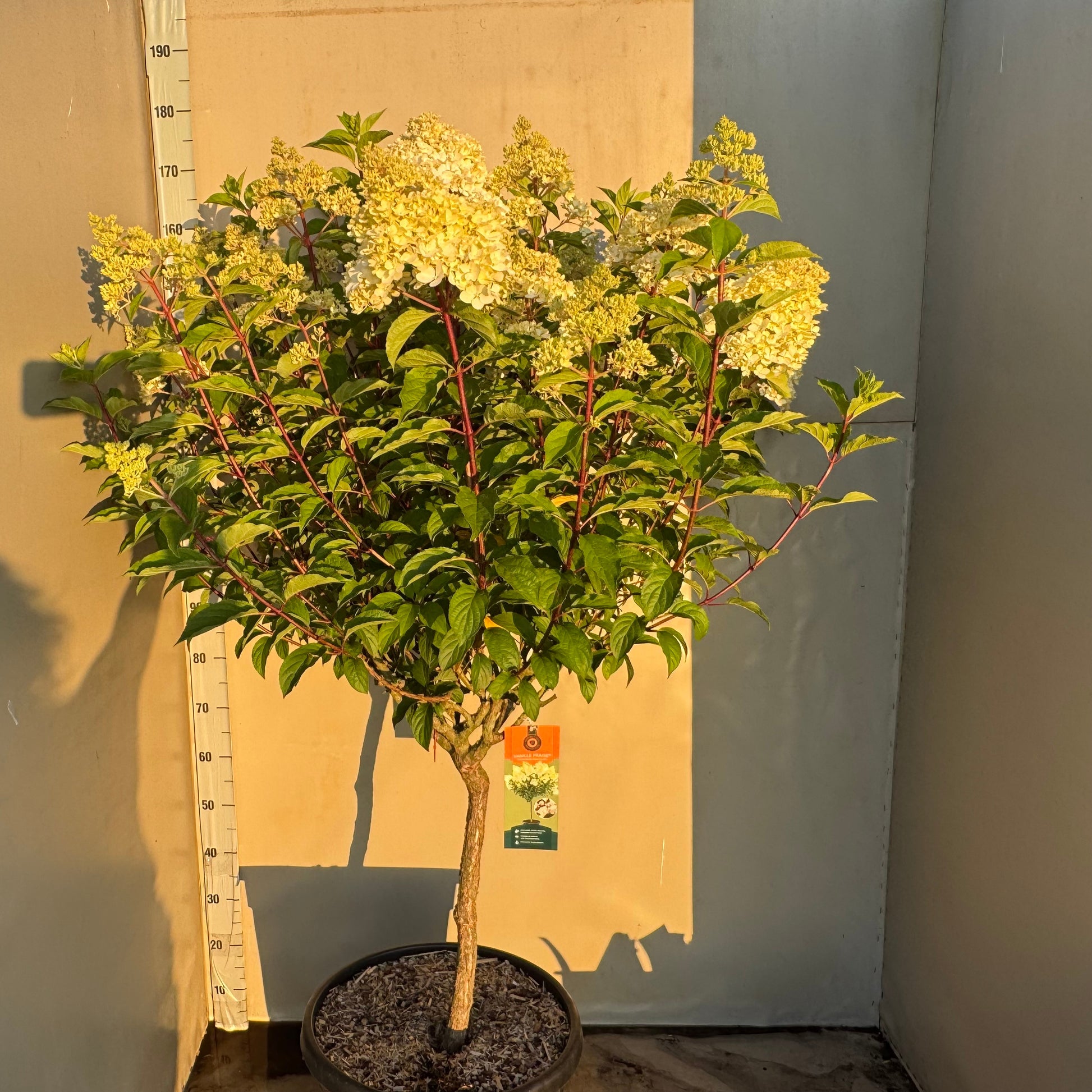 Hydrangea pan. Vanille-Frais 120cm 40cm Pot