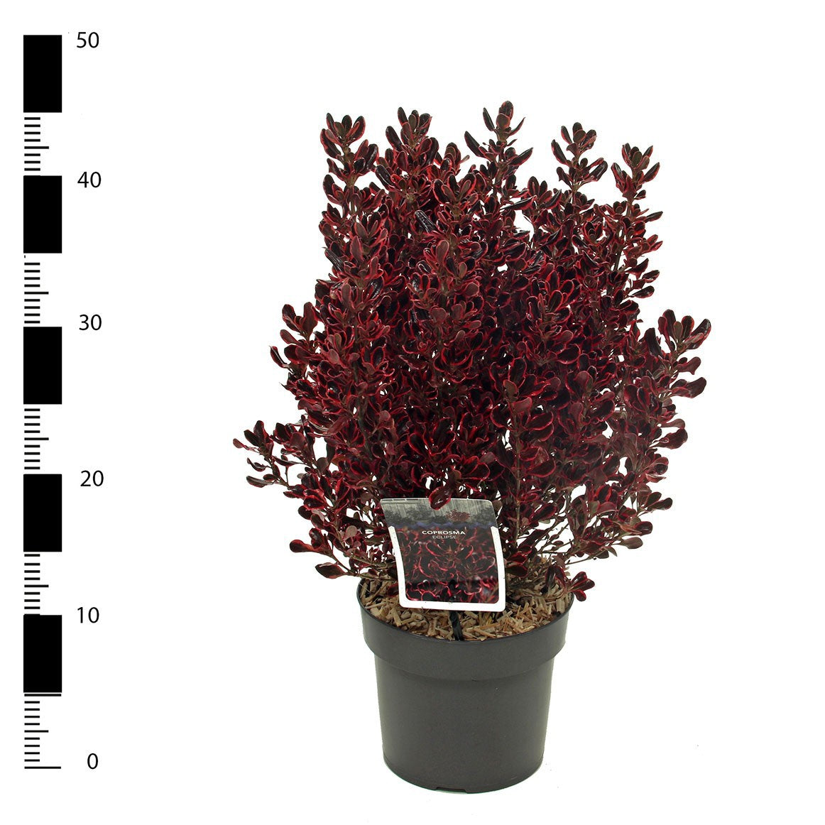 Coprosma Eclipse PBR 30cm 17cm Pot