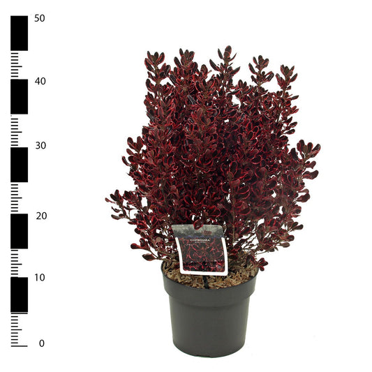 Coprosma Eclipse PBR 30cm 17cm Pot