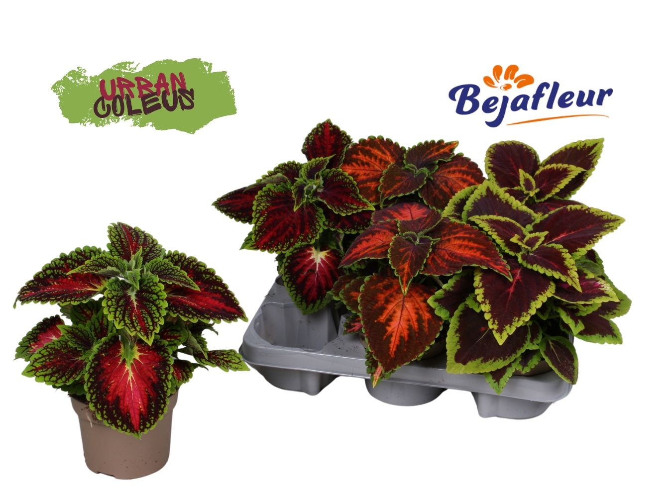 Coleus mix 25cm 12cm Pot