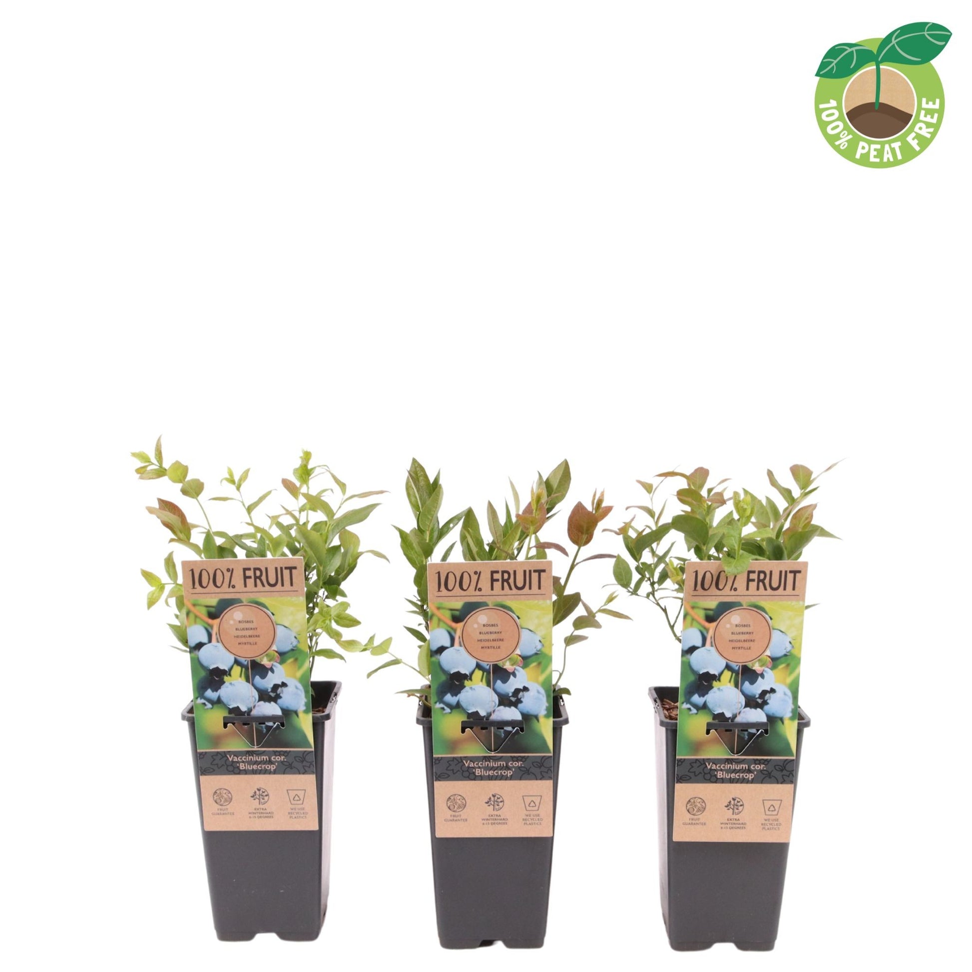 Vaccinium cor. Bluecrop 40cm 15cm Pot
