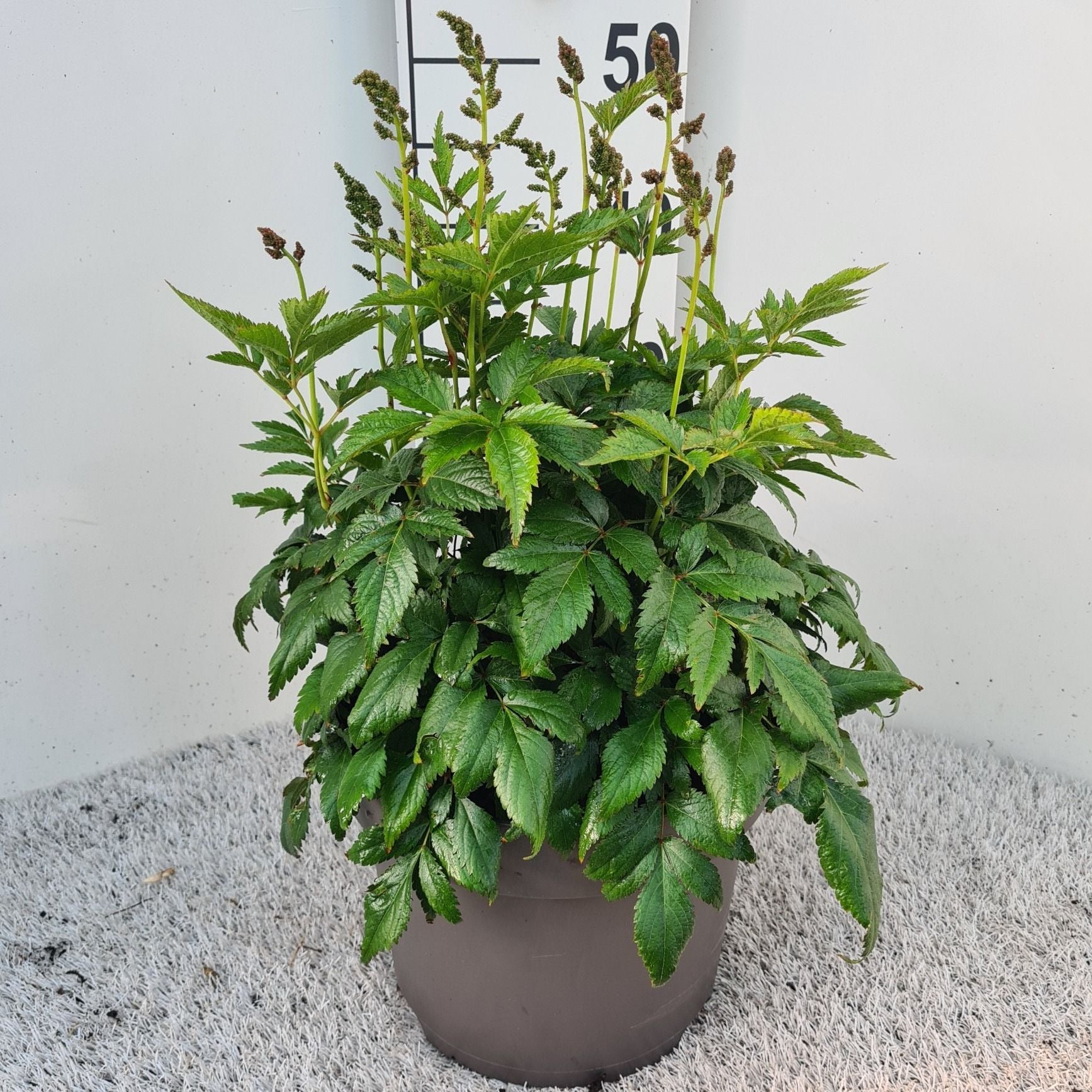 Astilbe jap. Europa 50cm 26cm Pot