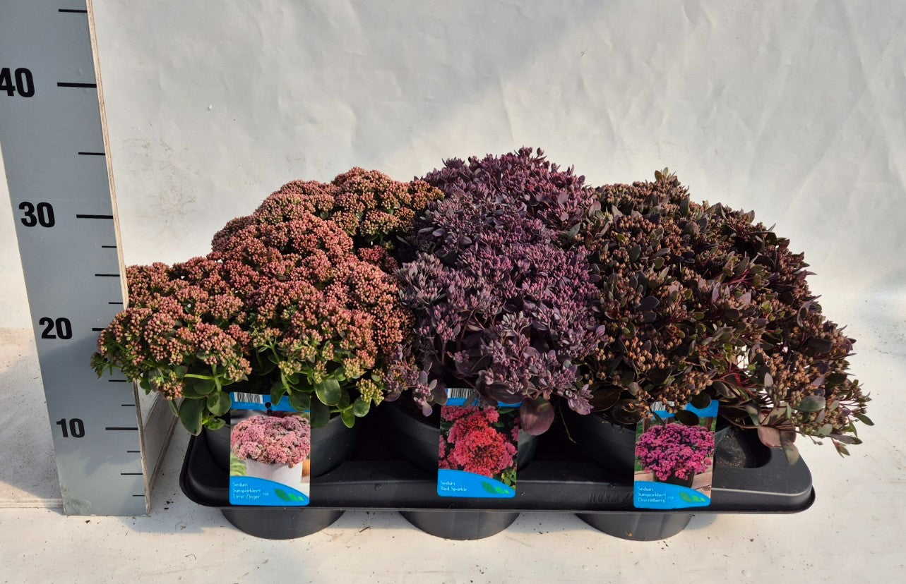 Sedum mix 20cm 17cm Pot