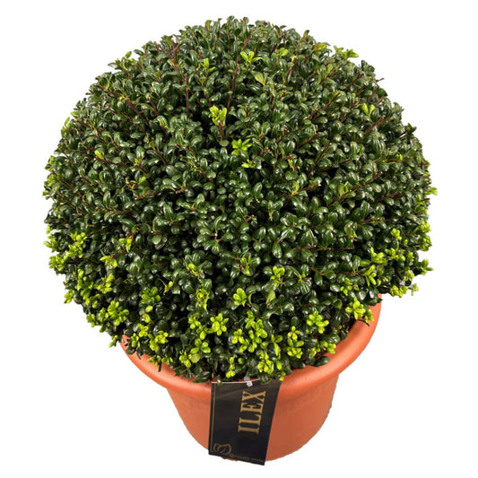 Ilex cren. Convexa 35cm 28cm Pot