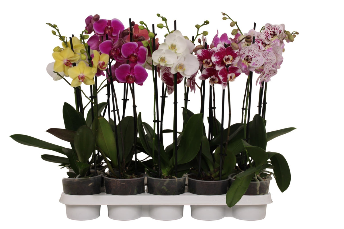 Phalaenopsis mix A2 40cm 12cm Pot