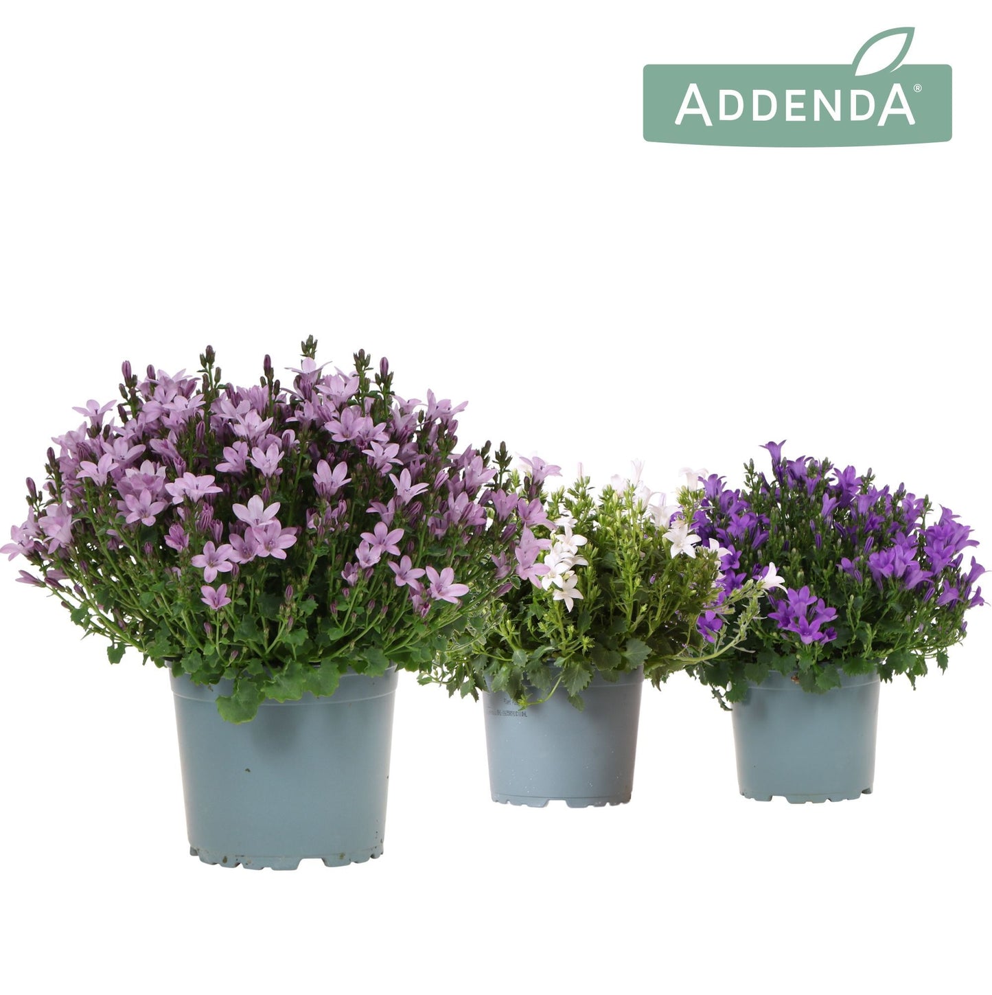 Campanula Ambella mix 25cm 12cm Pot